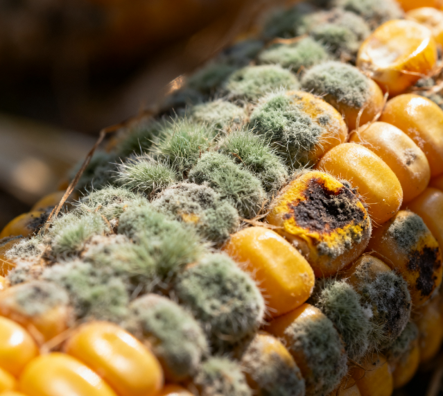 實驗室用真菌毒素檢測儀的工作原理是什么？如何選擇適合自己實驗室的真菌毒素檢測儀？